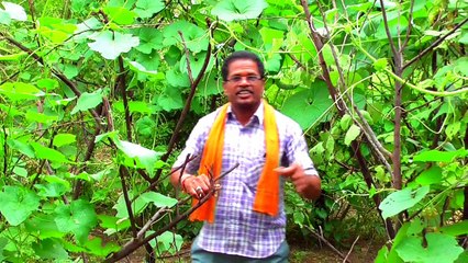 छत्तीसगढ़ के कर्मा गीत , सुपरहिट कर्मा गीत