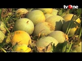 Begini Cara Petani Kulon Progo Siasati Musim Kemarau