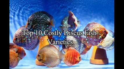 Top 10 Costly Discus Fish Varieties