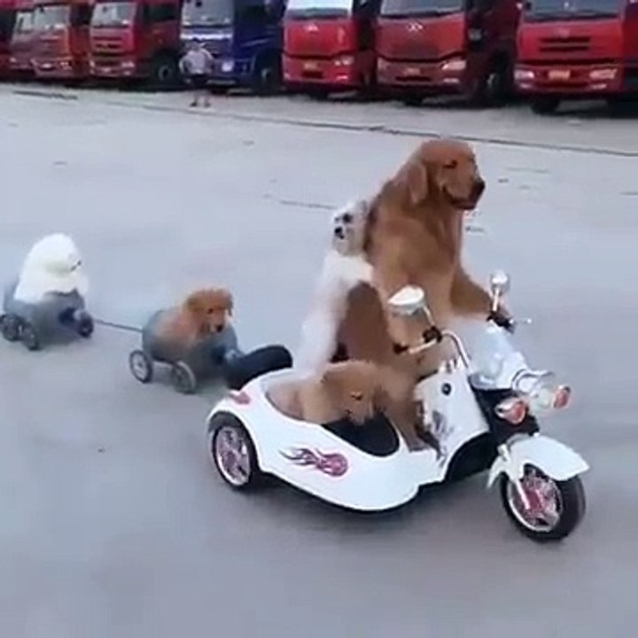 Dog Riding Motorcycle along with his Family[U.P]