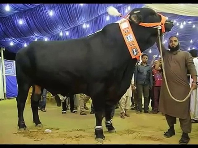 baqra eud top video