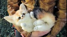 Super funny videos of animals that you will love