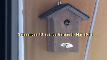 Mésanges