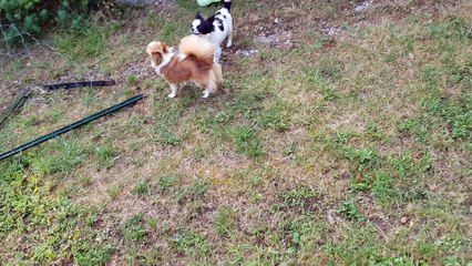 Nouage retour de promenade du soir
