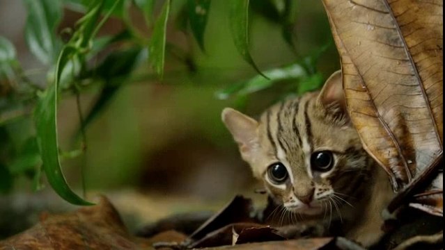World's smallest cat (rusty spotted cat)
