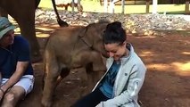 At 1 month old, this elephant doesn’t know his own strength...