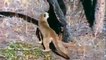 Mother cougar protects her cubs from black bear