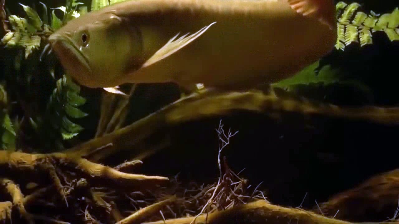 Silver arowana Fish hunting bugs