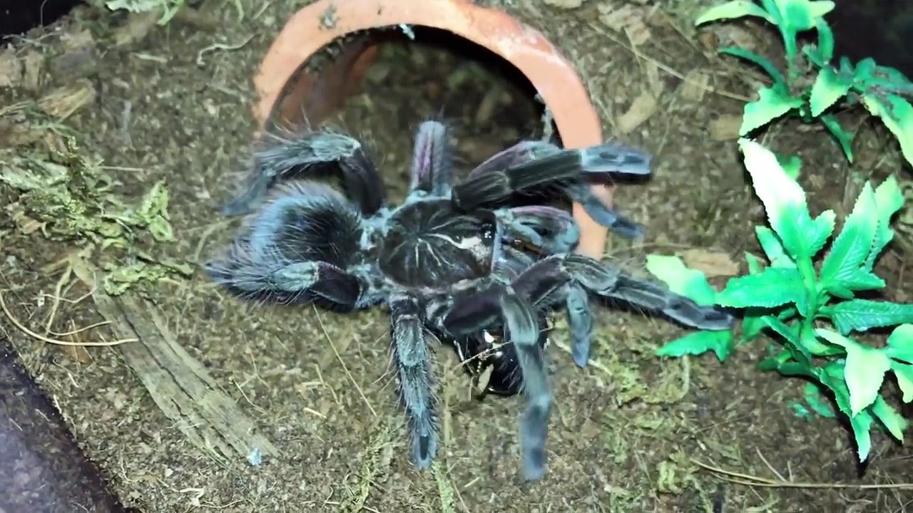 FEEDING my PAMPERED TARANTULAS !!!