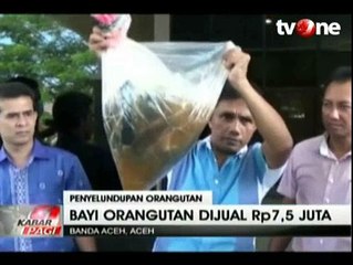 Mahasiswa Jual Bayi Orang Utan untuk Uang Saku