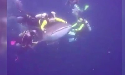 Viral, Tindakan Penyelam Ganggu Hiu Paus