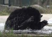 Moon Bear Cools Off at the Tam Dao Rescue Centre in Vietnam