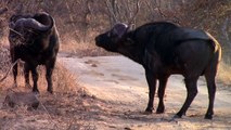 Buffalo bulls fighting - must see action