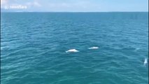 30 rare Chinese white dolphins leap out of sea in southern China