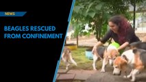 Watch: Captive beagles rescued after eight years from Pune pharma lab