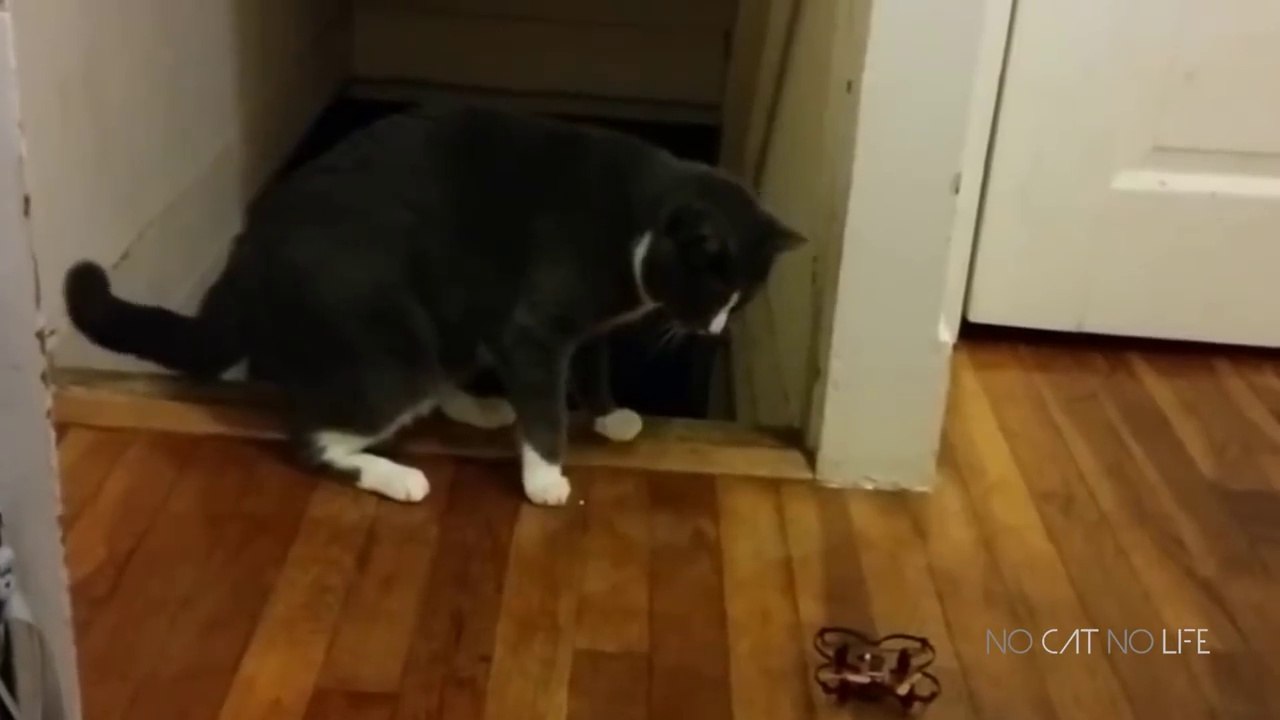 Startled Cats Compilation