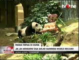 Panda Jia Jia jadi Panda Tertua di Dunia