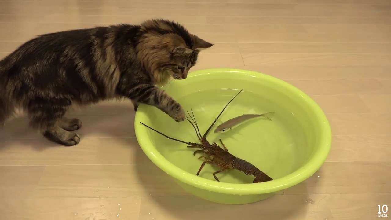 Japanese spiny lobster vs Cat  猫vs伊勢海老