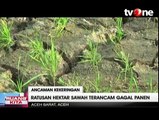 Kemarau, Ratusan Hektare Sawah di Aceh Terancam Gagal Panen