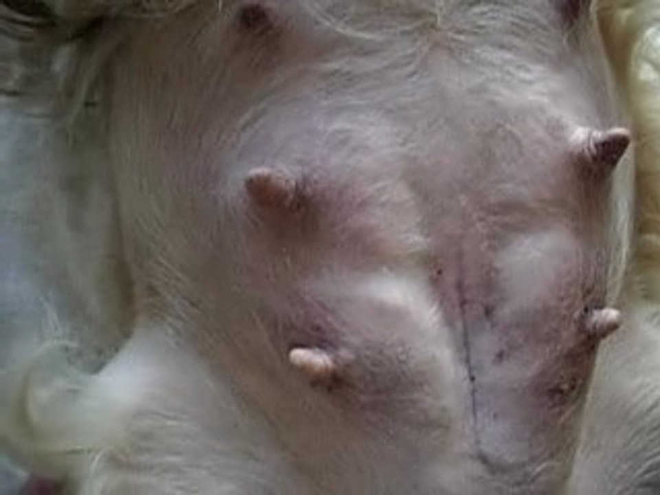 Dans le ventre de maman