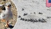 Alabama beach volleyball players accidentally massacre baby birds