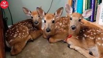 She Left Backdoor Open During A Wild Storm, She Was Surprised To See Some Visitors Inside.