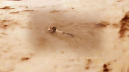 Chhattisgarh Flood में जब देखते- देखते बह गए Dogs , Watch Video | वनइंडिया हिन्दी