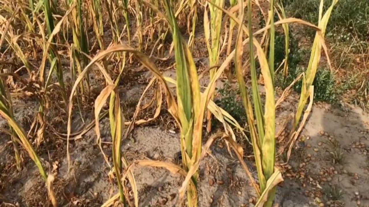 Dürre in Deutschland: 1 Milliarde Hilfen für Bauern wohl nicht genug