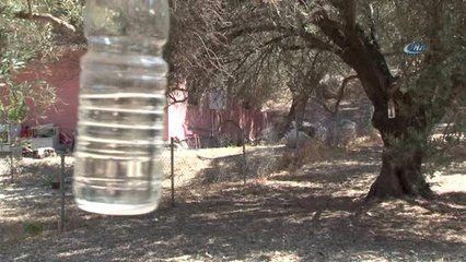 Sinek Tuzağa Takıldı, 82 Bin Zeytin Ağacı Kurtuldu