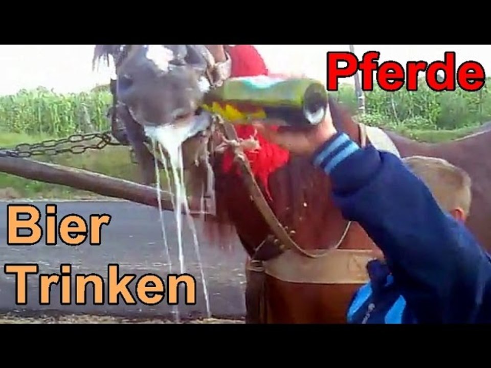 Pferde Bier trinken