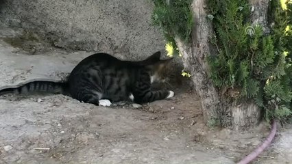 Kedinin Fareyle Oyunu