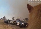 California Police Race to Evacuate SPCA Animals as Wildfire Nears