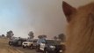California Police Race to Evacuate SPCA Animals as Wildfire Nears