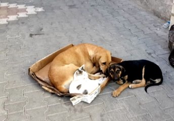 Kedi ile Köpeğin Örnek Dostluğu