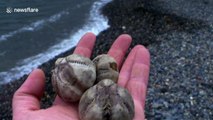 Mysterious sea creatures wash up on Cornish beach