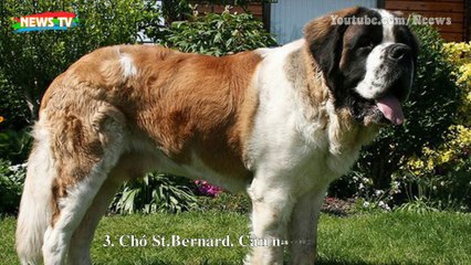 Top 10 giống chó có ngoại hình "khủng" nhất thế giới