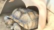 Kern County Firefighters Rescue Tortoise Trapped in Hole