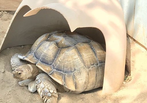 Kern County Firefighters Rescue Tortoise Trapped in Hole