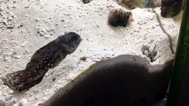 Une grosse bagarre entre deux poissons dans un aquarium !