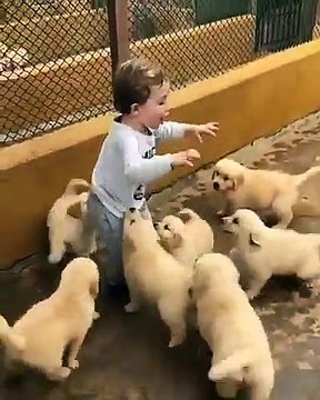 Des chiots s'amusent avec un petit garçon dans un enclos !