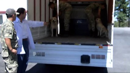 Onlar TSK'nın Kahraman ve Emektar Köpekleri