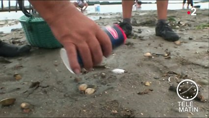 La saison de la pêche à pied est ouverte