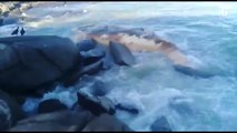 Baleia jubarte morta aparece na praia da Aldeia