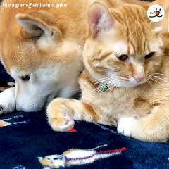 眠いのに寝れないワンコ 数を数えたら寝れるかなぁ〜【PECO TV】