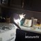 Insolite drole - Les chats ont peur de la compilation toaster - vignes chat drôle