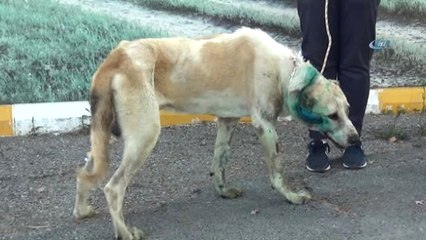 Silahla Vurulan Köpek 11 Gün Sonra Öldü
