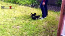 Cute Kittens - A Funny And Cute Kitten Videos Compilation