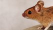 Home Remedies to get rid of Rats in Monsoon: बारिश में ऐसे भगाएं घर से चूहे, ये हैं उपाय | Boldsky