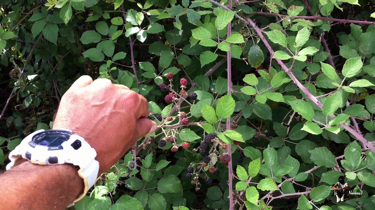 Étape 13 : Amboise – Tours / Saint-Jacques-de-Compostelle par la Voie de Tours – 13 août 2017.