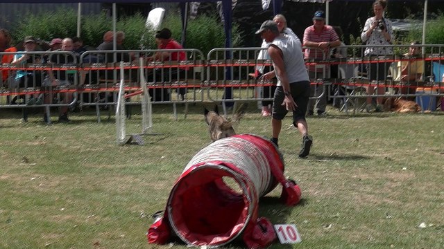 Concours d'agility Mon chien mon ami (Quaregnon) (6)